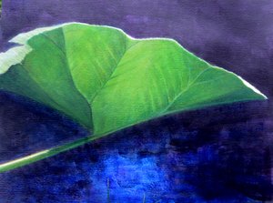 Feuille de Gunnera - Lincoln Seligman